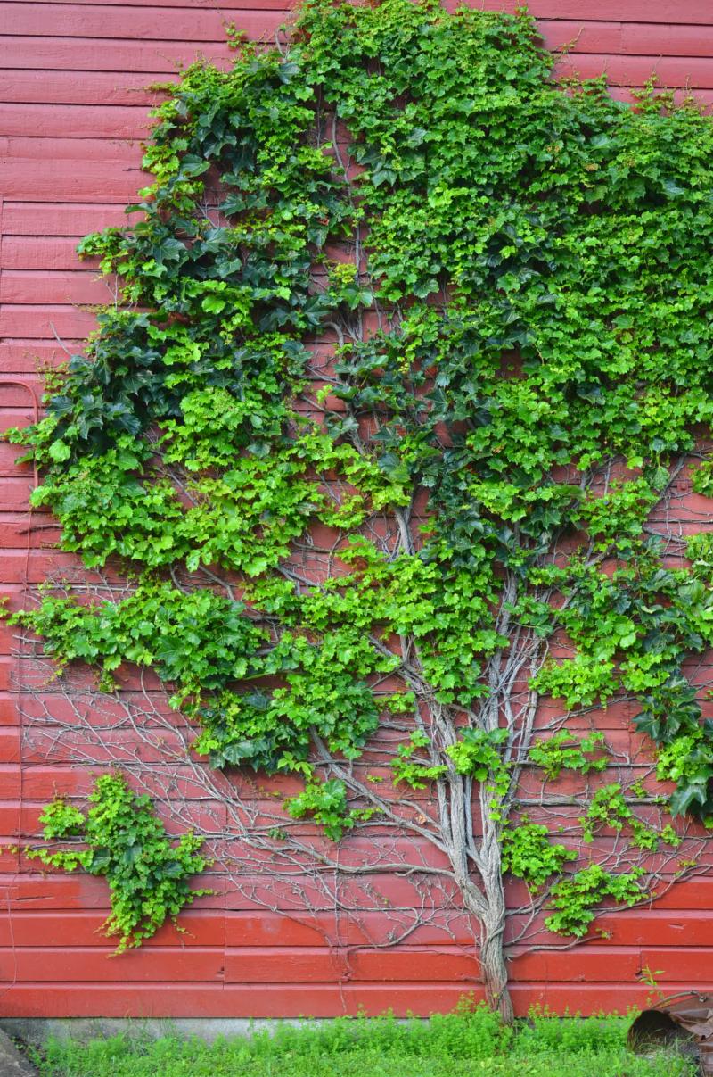 "tree" at Lincoln Center
